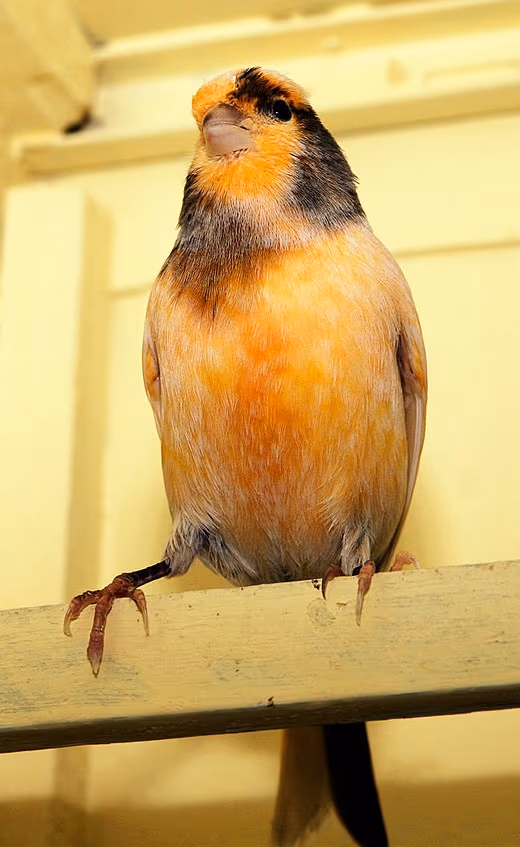 Canari