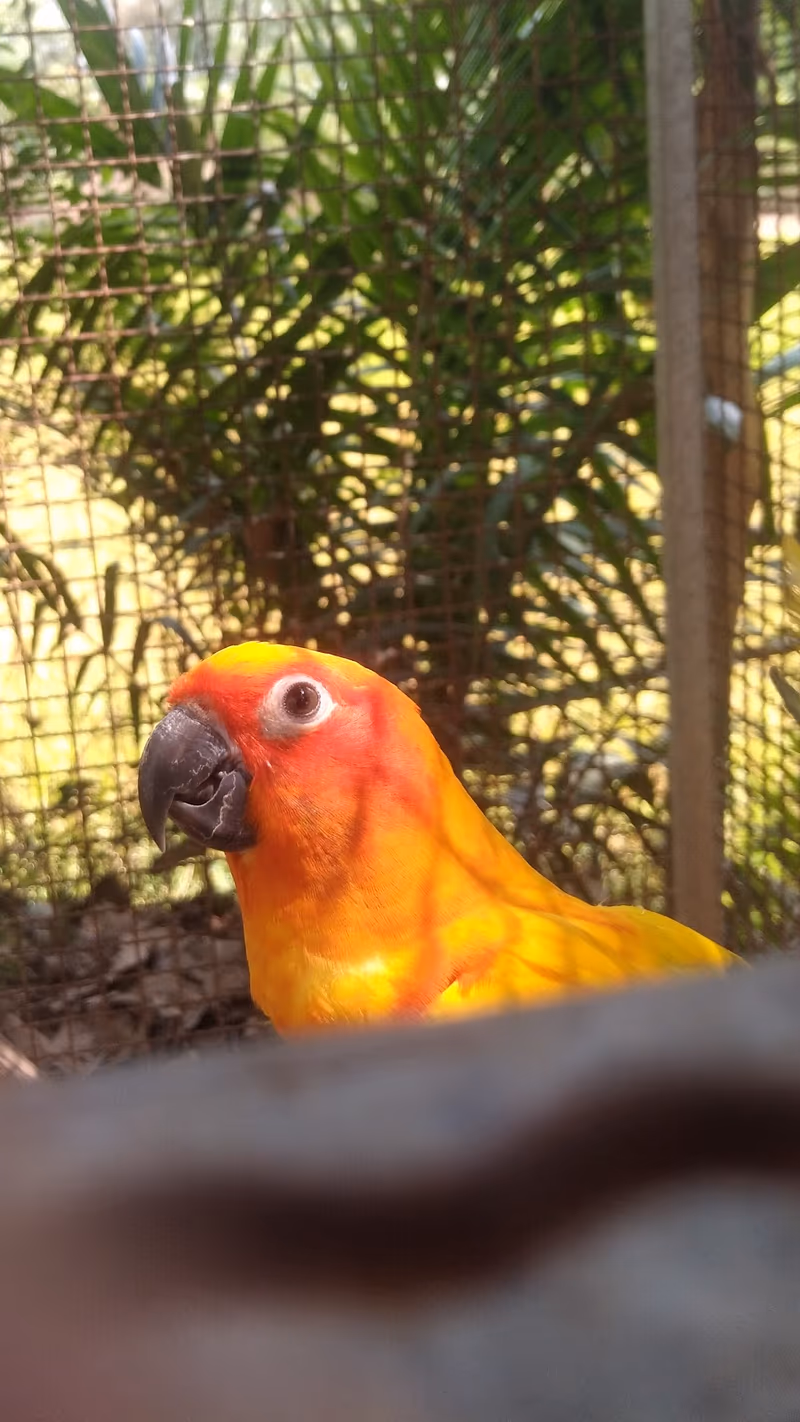 Conure