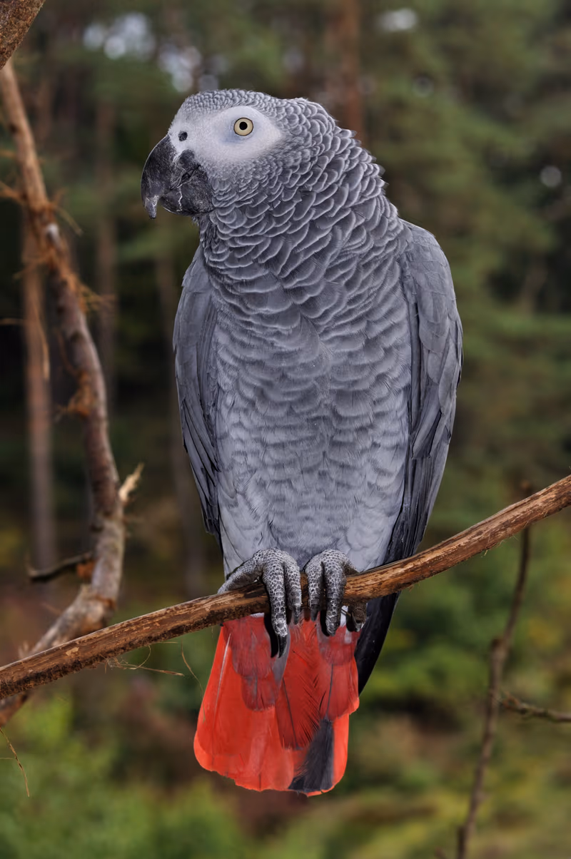 Gris du Gabon