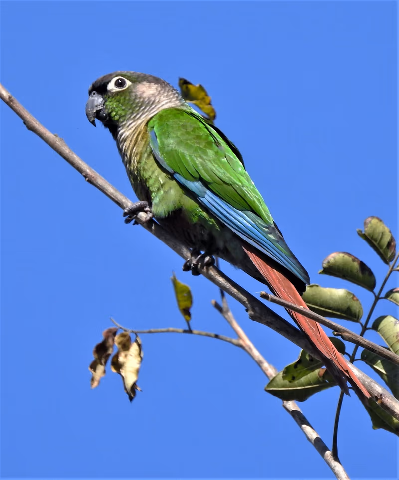 Pyrrhura