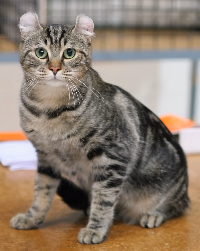 American curl