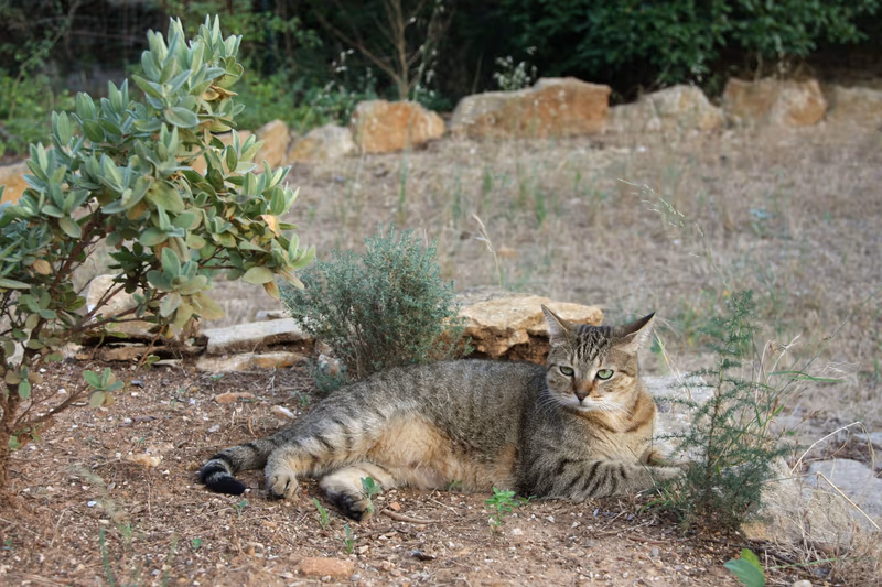 American Shorthair