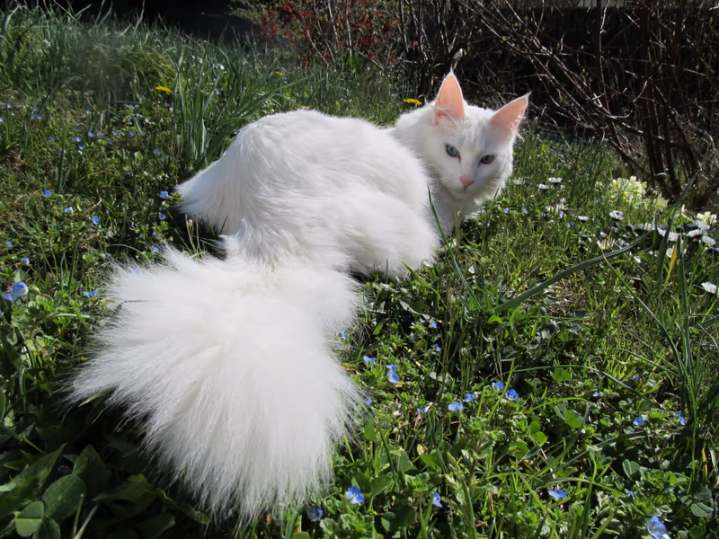 Angora turc