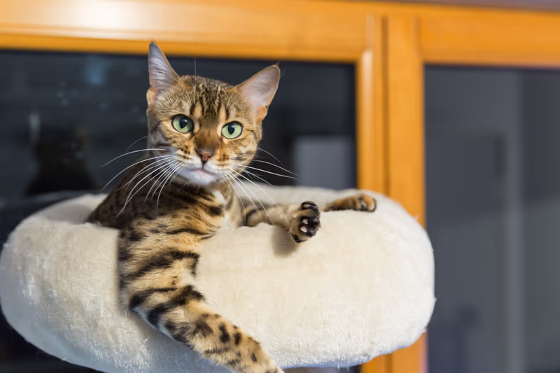 Bengal