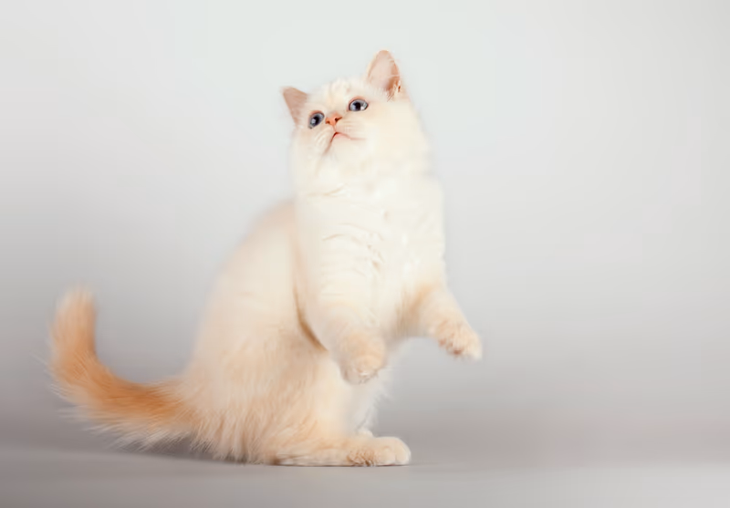Birman