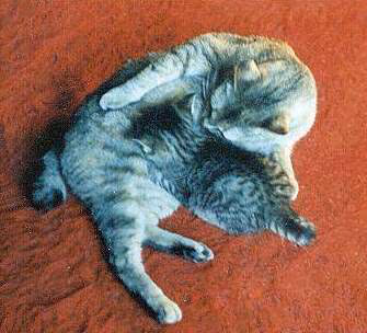 Bobtail américain