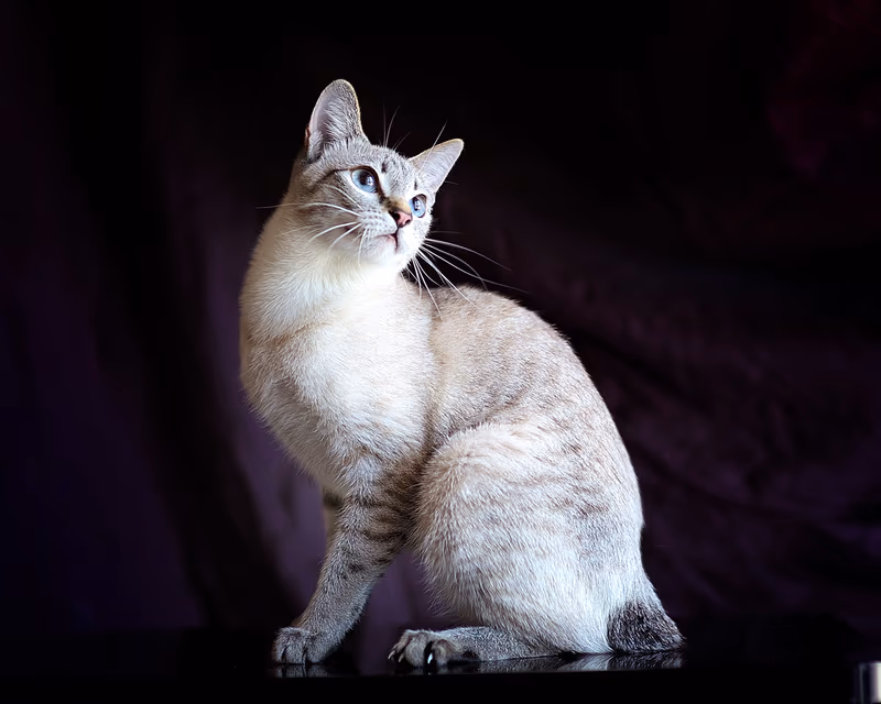 Bobtail du Mékong