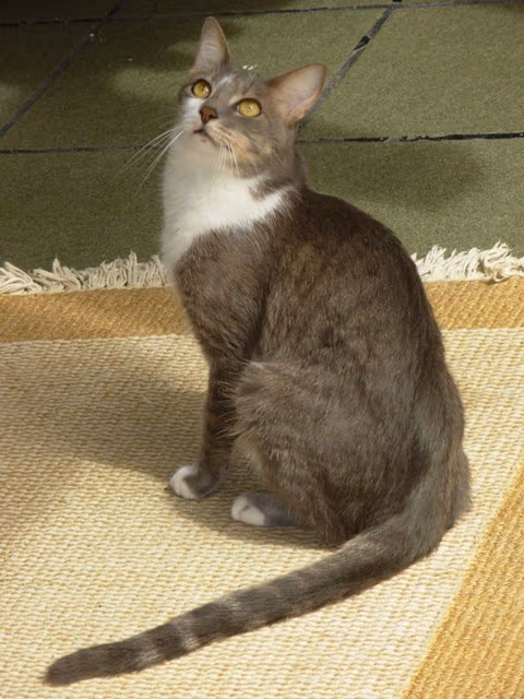 Brazilian shorthair