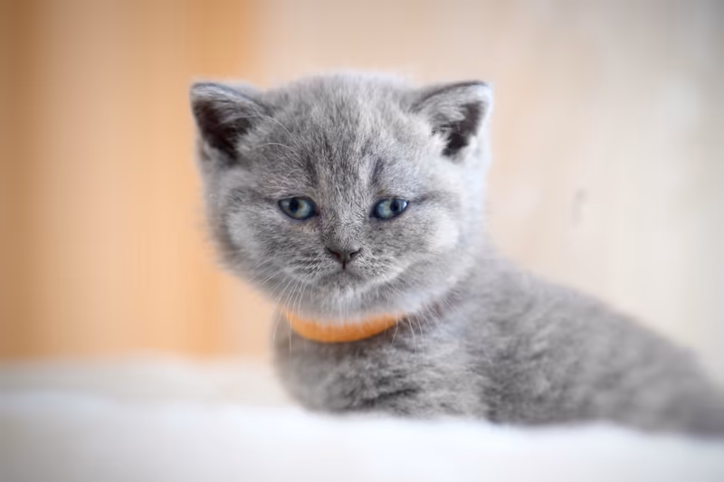 Céleste (chat)