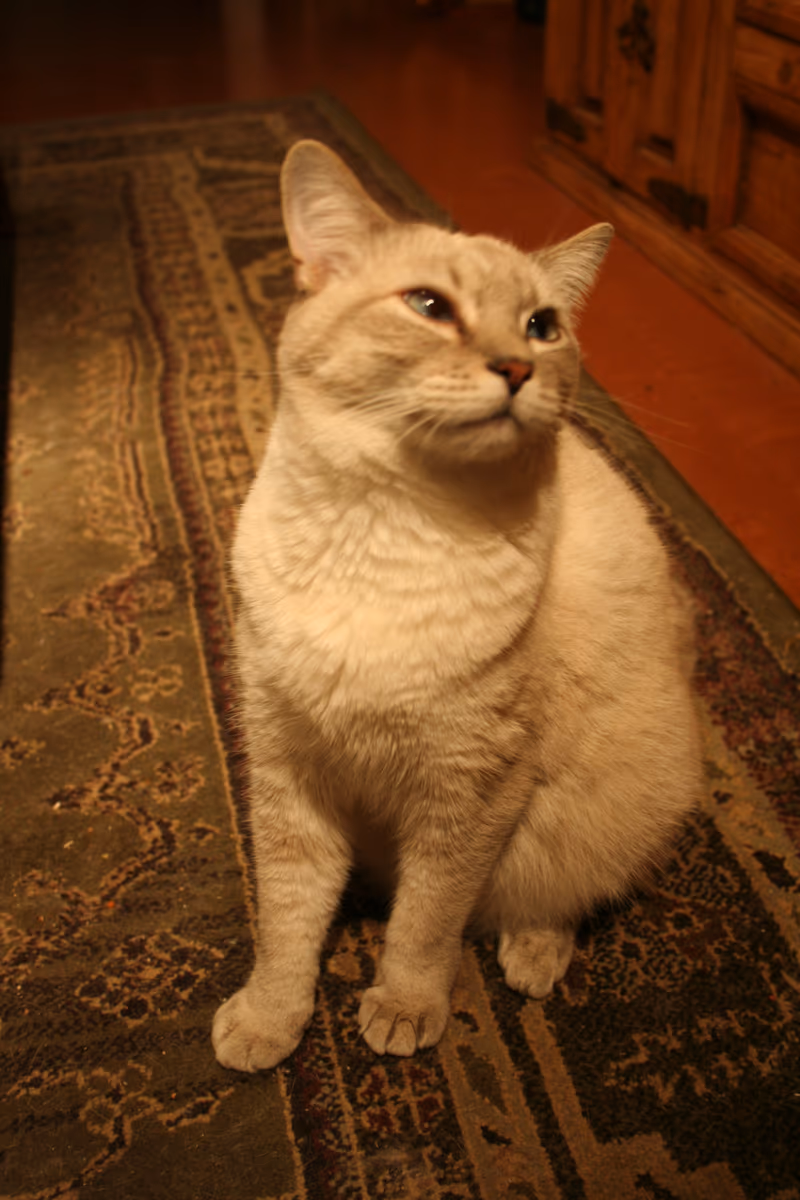 Colorpoint shorthair