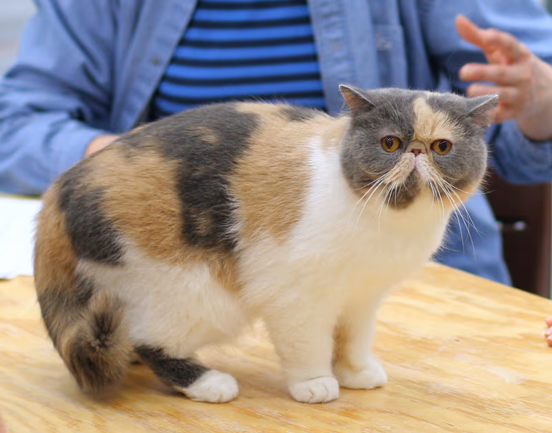 Exotic shorthair