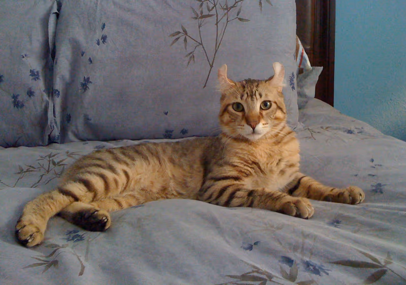Highlander (chat)