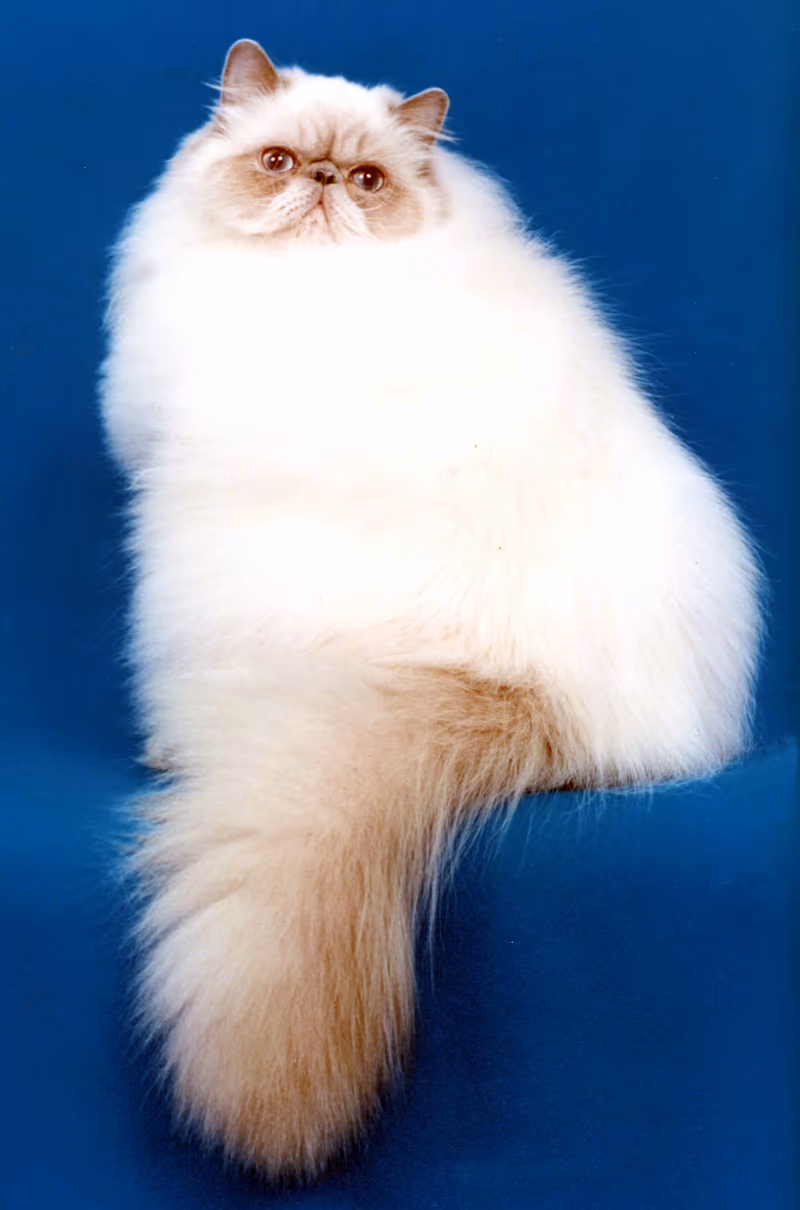 Himalayen