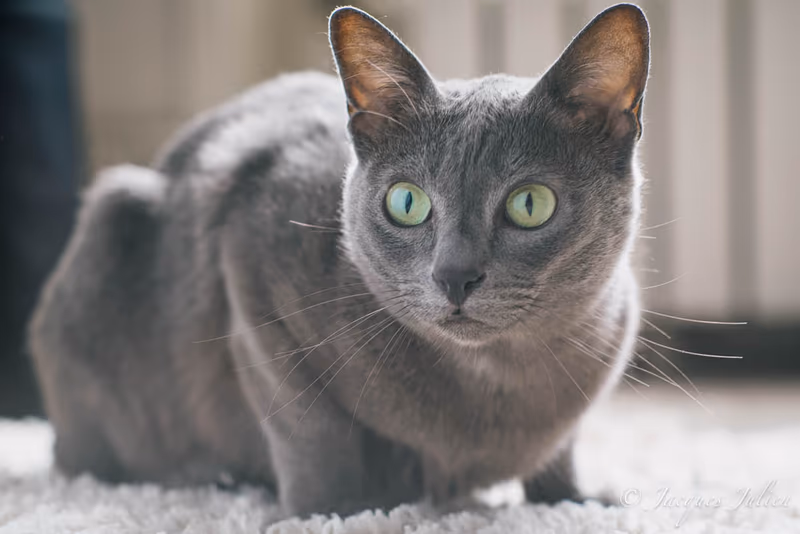 Korat
