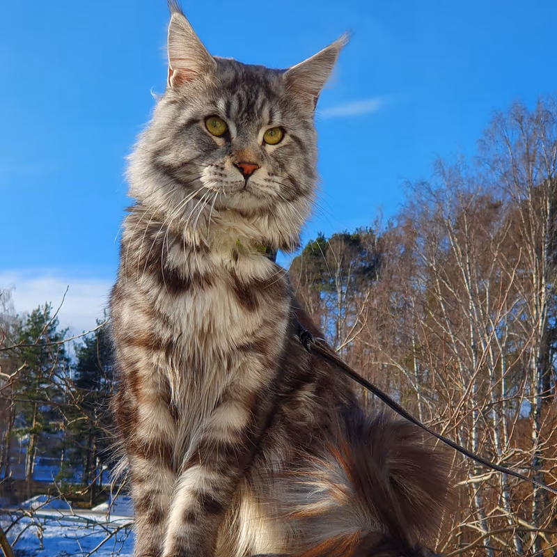 Maine Coon