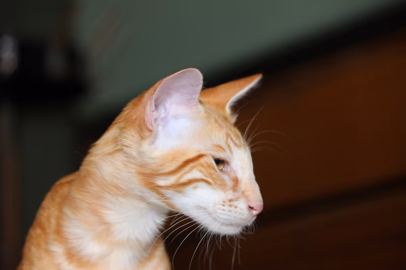 Mandarin (chat)