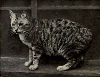 Manx (chat)