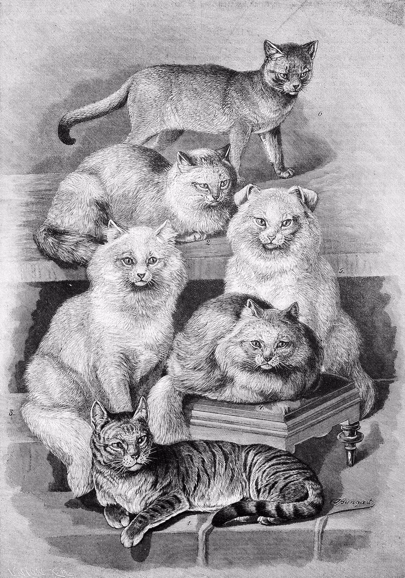 Race de chats