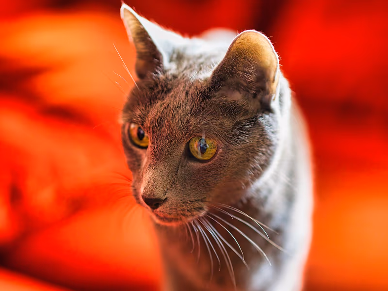 Russian Blue