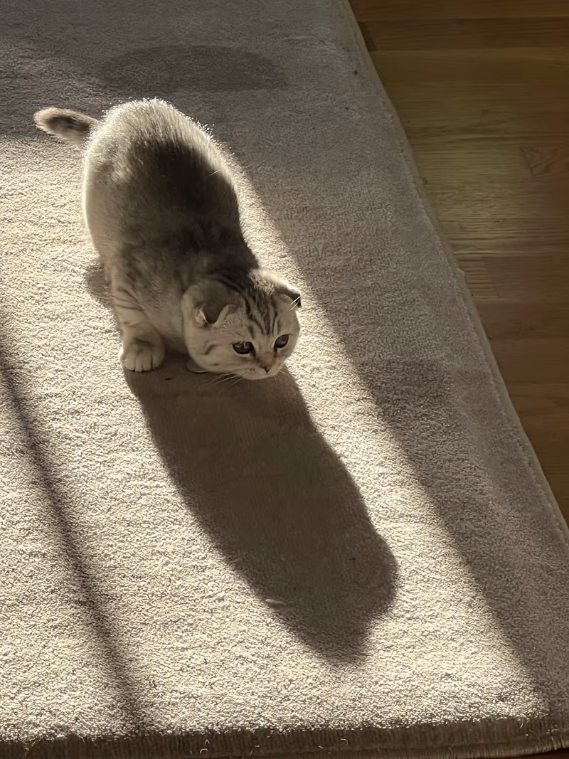 Scottish Fold