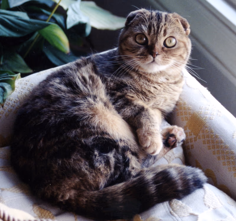 Scottish fold & Highland Fold