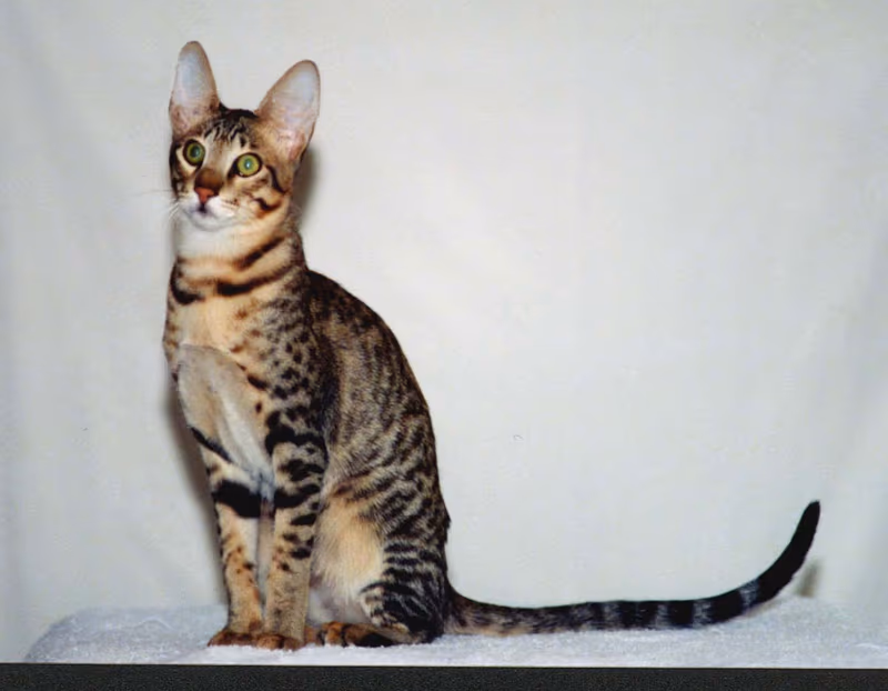Serengeti (chat)