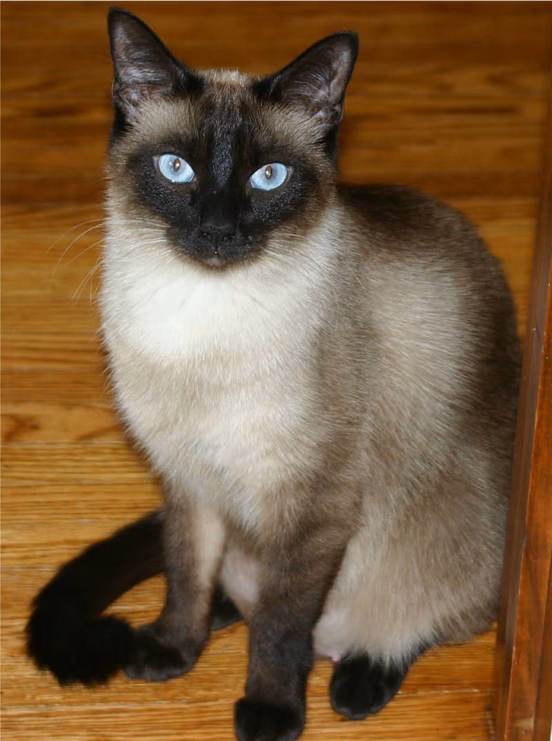 Thaï (chat)