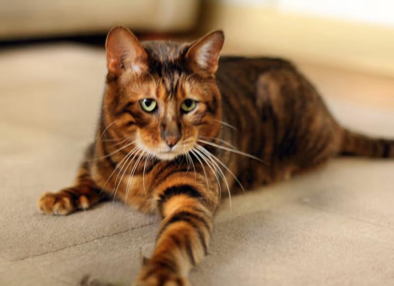Toyger