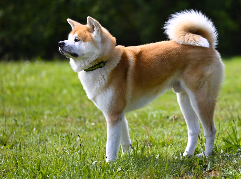 Akita (chien)