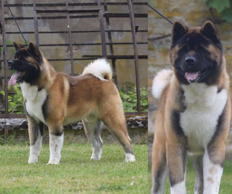 Akita américain