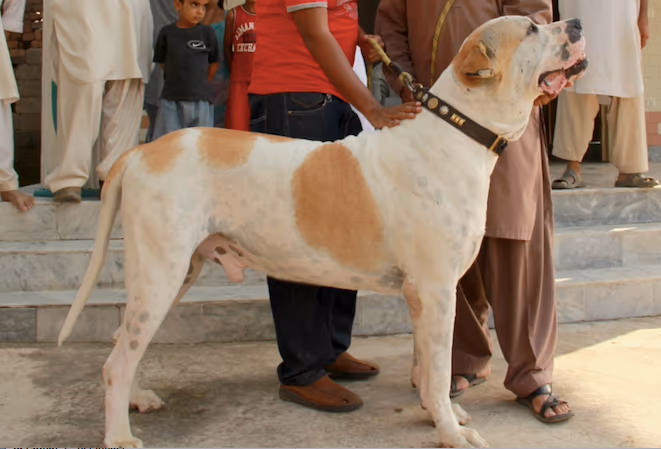Alangu Mastiff