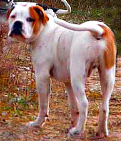 Alapaha Blue Blood Bulldog