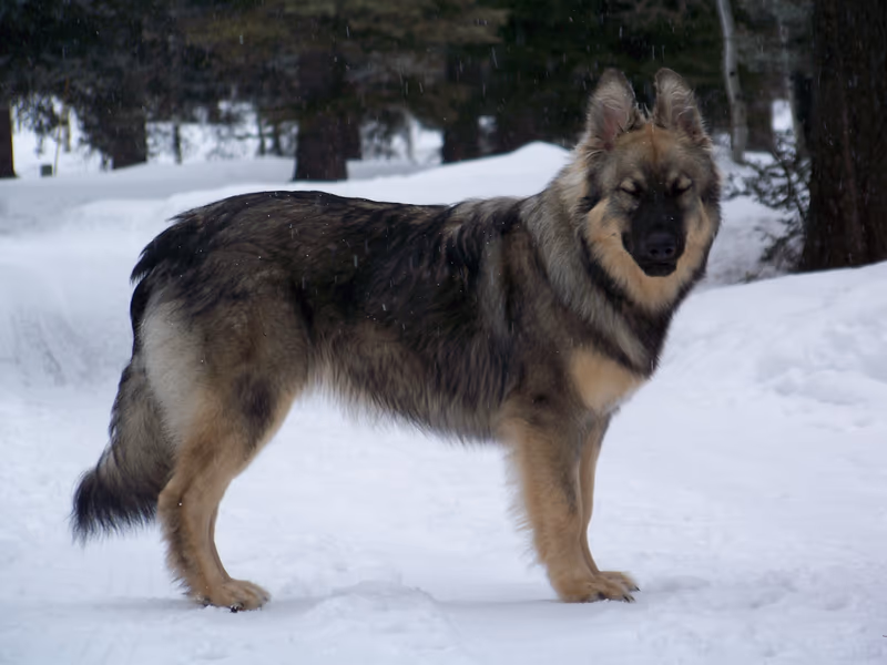 American Alsatian