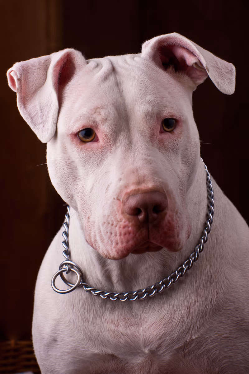 American Pit Bull Terrier