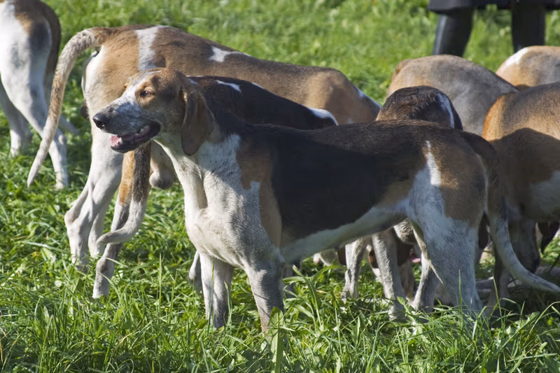 Anglo-français (race de chien)