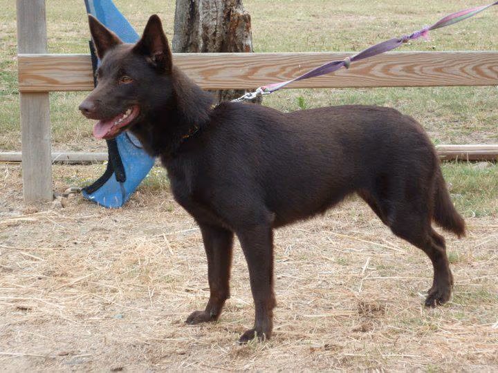 Australian Kelpie