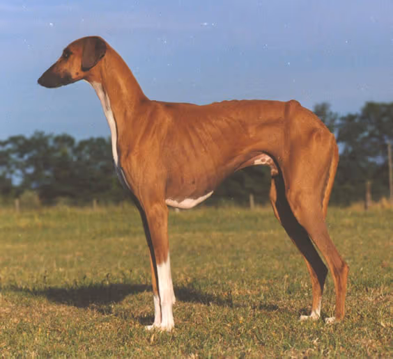 Azawakh