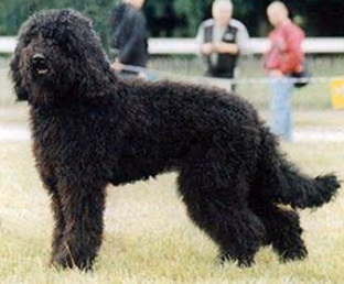 Barbet (chien)