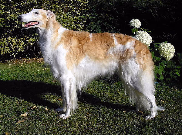 Barzoï