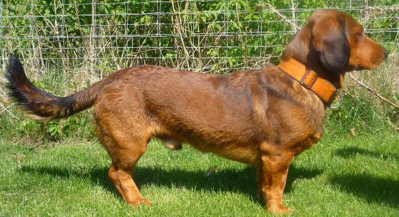 Basset des Alpes