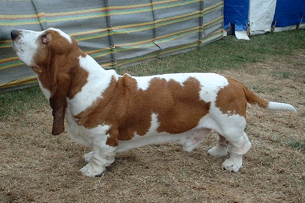 Basset Hound