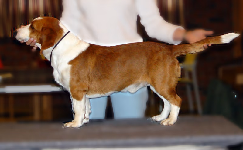 Basset suédois