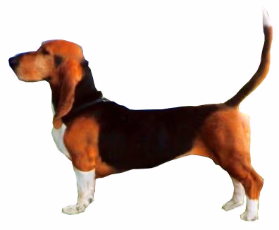 Basset (chien)