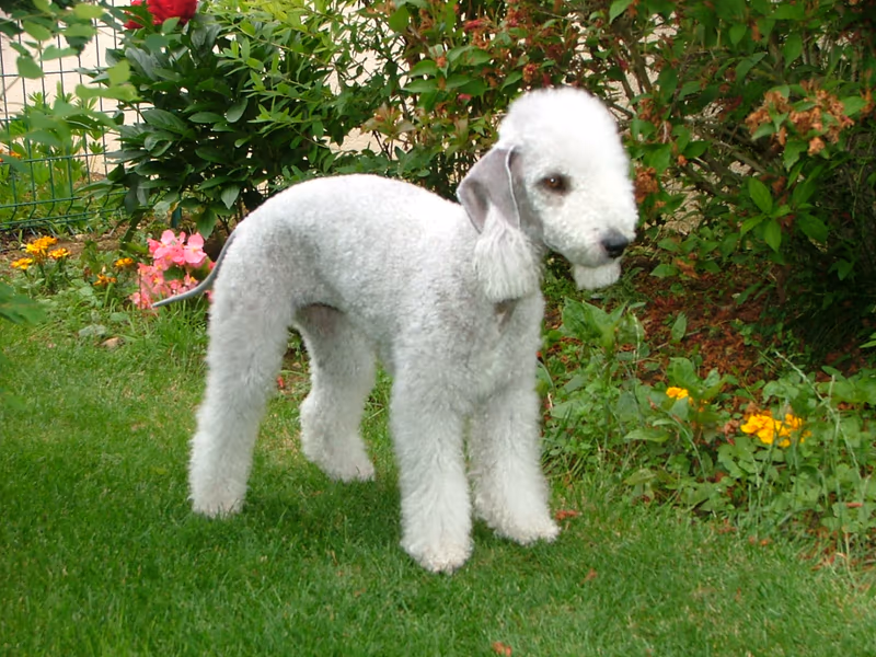 Bedlington terrier