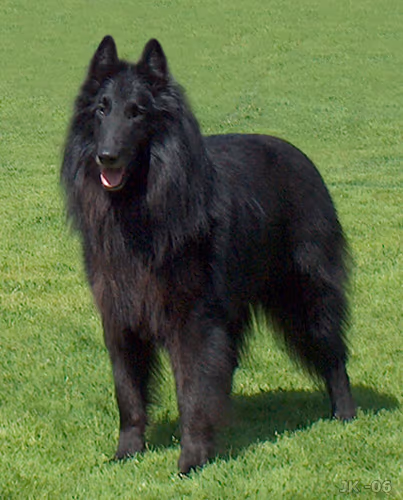 Berger belge Groenendael