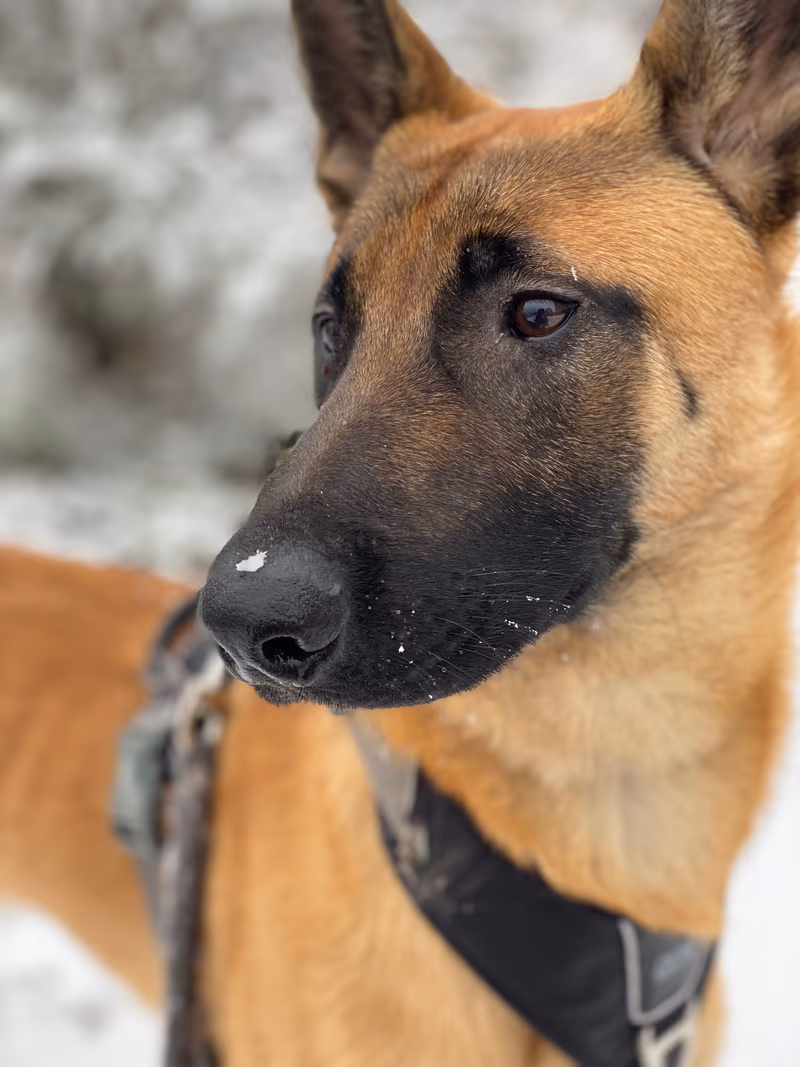 Berger Belge Malinois