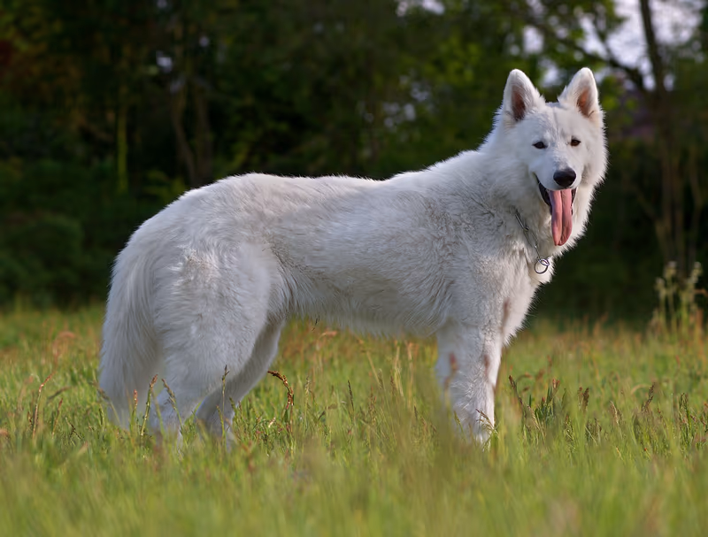 Berger blanc suisse