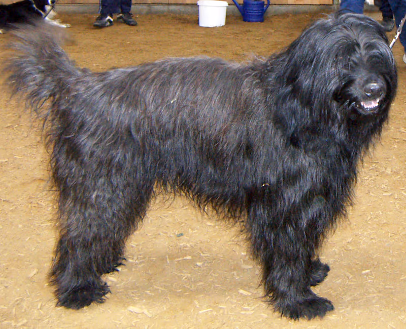 Berger catalan