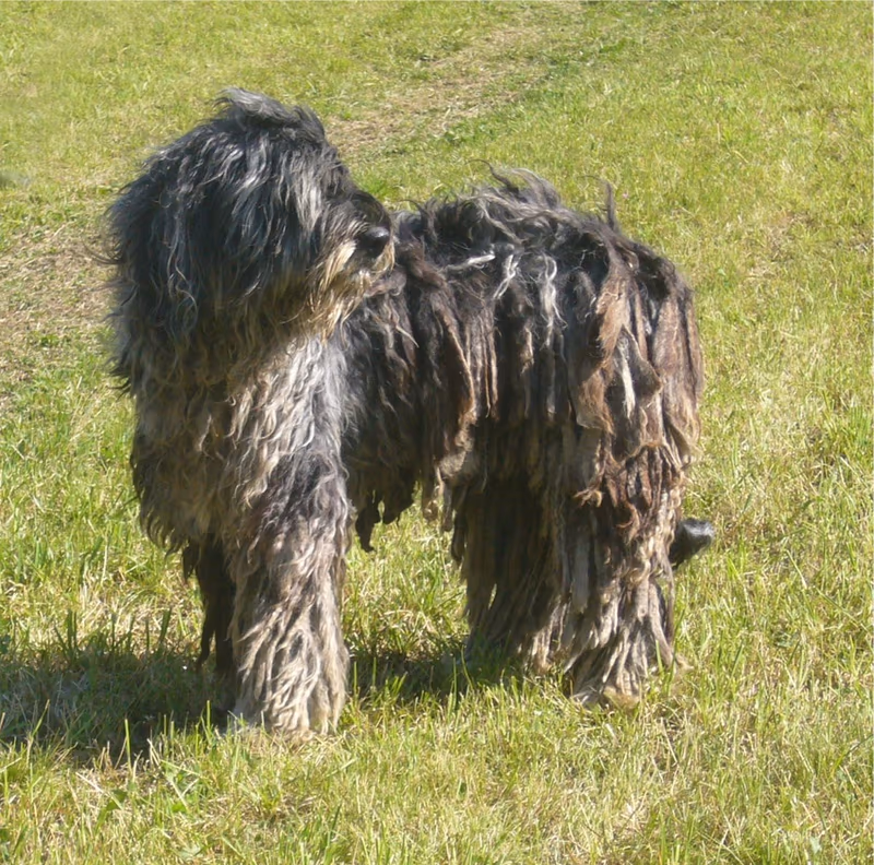 Berger de Bergame