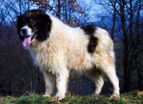 Berger de Bosnie-Herzégovine et de Croatie